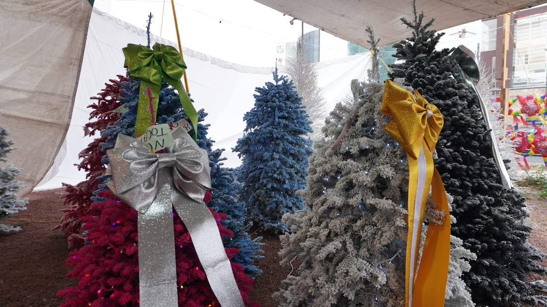 Entre pinos y tradición, arbolitos naturales desde mil pesos en Pachuca | Foto: Cinthya Carbajal
