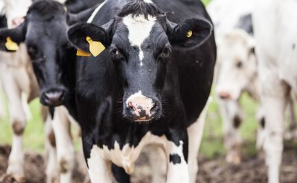 Venta de leche también disminuyó por muerte de ganado vacuno