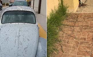 Vecinos de Tizayuca alertan por proliferación de moscas en fraccionamiento Florencia