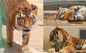 Gobierno de Tizayuca busca donar seis tigres a un particular 