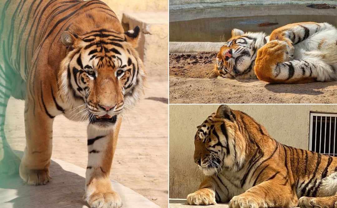 - A once años de haber llegado a Tizayuca como parte de una política nacional para el rescate de animales silvestres provenientes de circos, seis tigres que habitan en el Bioparque Tekuayan podrían ser entregados de manera gratuita a un particular a través de una figura de donación I Foto: Especial