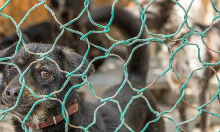 Centro de Control Canino recibe entre 40 y 50 reportes semanales