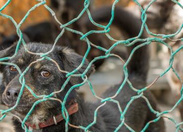 Centro de Control Canino recibe entre 40 y 50 reportes semanales