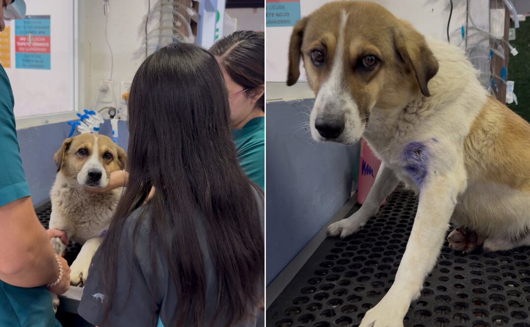 “Hachi” necesita una cirugía urgente y se pide apoyo ciudadano para salvarle la vida | Facebook: Vannia Castillo