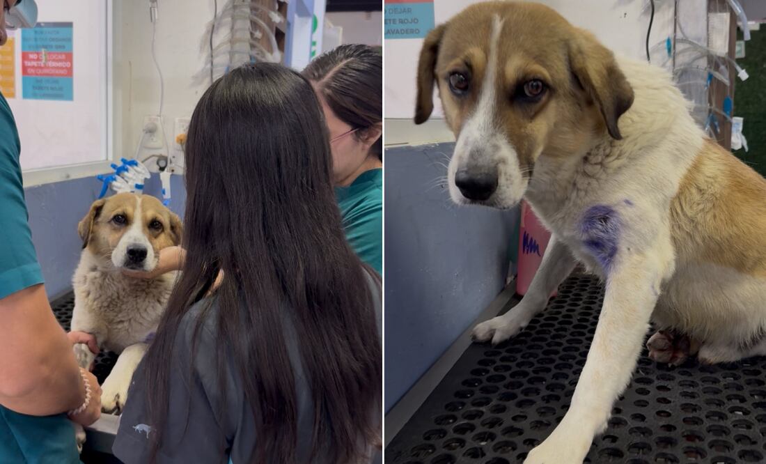 “Hachi” necesita una cirugía urgente y se pide apoyo ciudadano para salvarle la vida | Facebook: Vannia Castillo