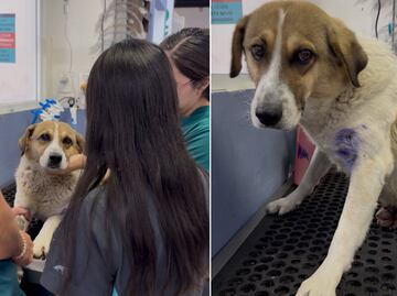 Activista denuncia a Guardia Nacional por disparar a perrito callejero en San Agustín Tlaxiaca