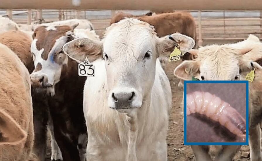 Intensifican las acciones contra el gusano barrenador en San Bartolo Tutotepec