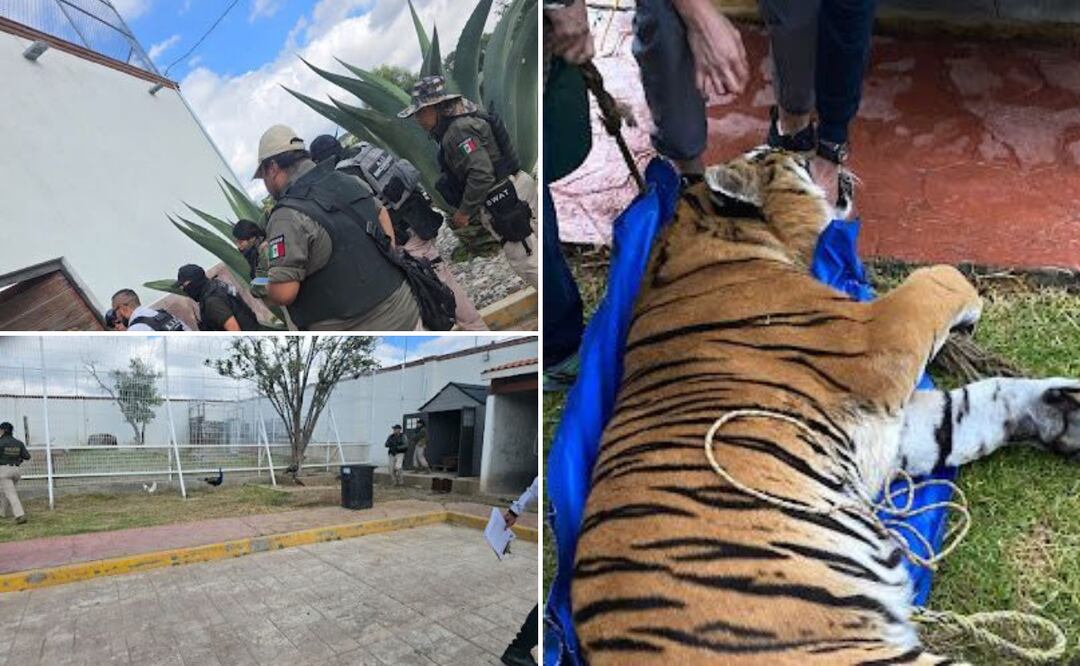 Dos leones africanos y dos tigres fueron asegurados en la colonia Matilde | Capturas de video