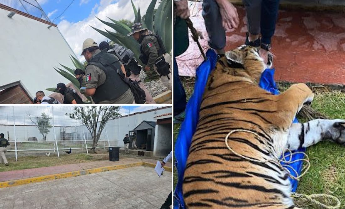 Dos leones africanos y dos tigres fueron asegurados en la colonia Matilde | Capturas de video