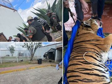 Gobernador de Hidalgo advierte riesgo tras aseguramiento de leones y tigres en Pachuca