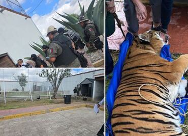 Gobernador de Hidalgo advierte riesgo tras aseguramiento de leones y tigres en Pachuca