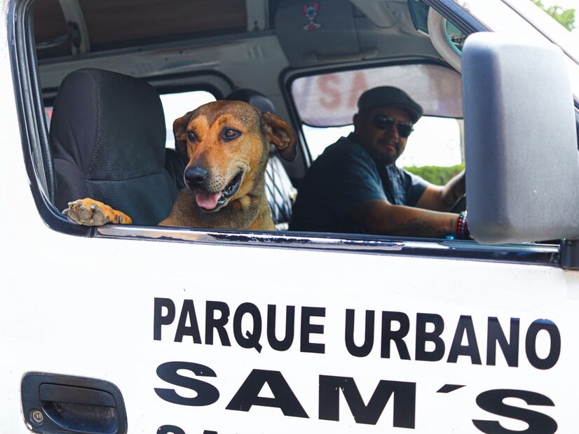 Canela, la perrita checadora que encontró hogar en una base de combis en Pachuca | Foto: Josué Ortiz