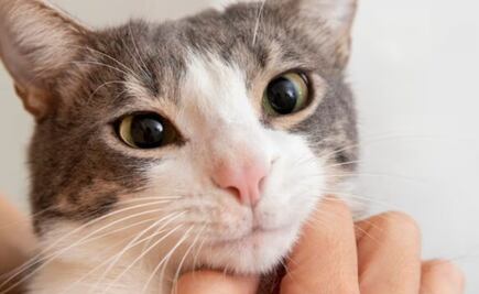 Conoce los mejores remedios caseros para eliminar el mal aliento en gatos