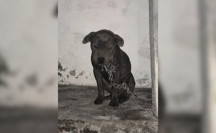PRAT denuncia abandono de perrito encadenado en Tizayuca; desaparece antes de ser rescatado