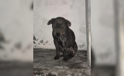 PRAT denuncia abandono de perrito encadenado en Tizayuca; desaparece antes de ser rescatado