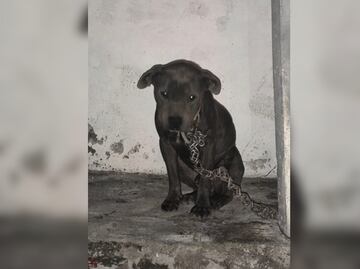 PRAT denuncia abandono de perrito encadenado en Tizayuca; desaparece antes de ser rescatado