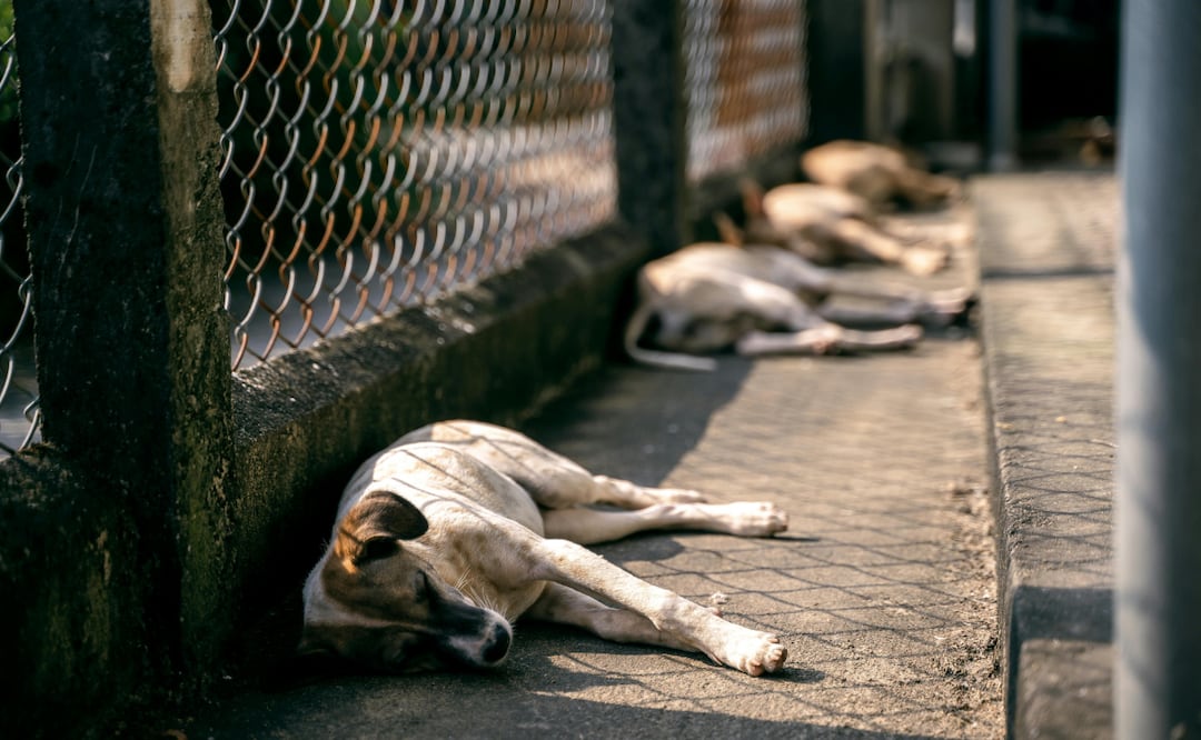 En Ixmiquilpan se conformó el primer Comité de Protección Animal, cuya función es atender y recibir denuncias | Foto: Pexels