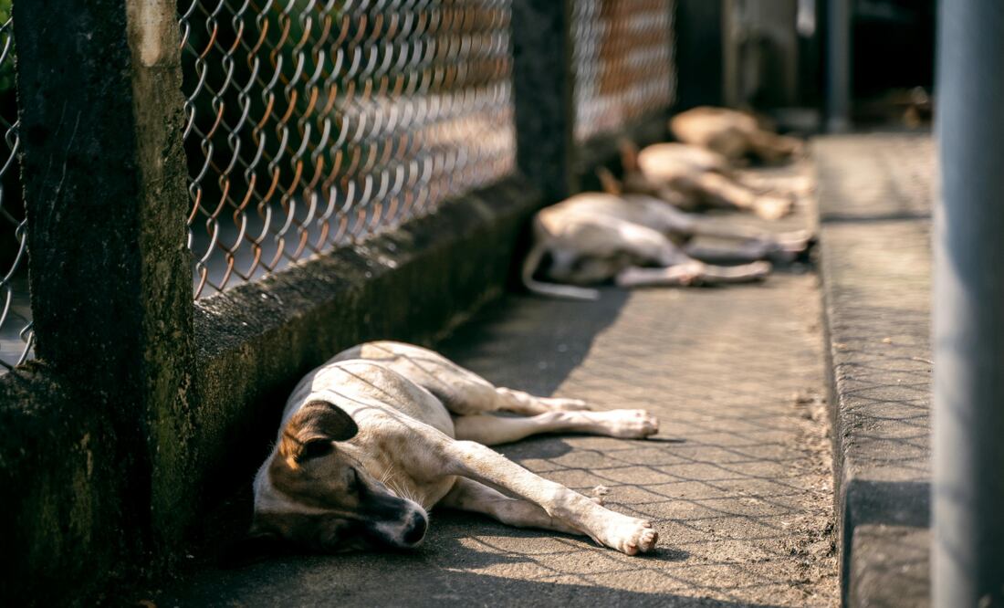 En Ixmiquilpan se conformó el primer Comité de Protección Animal, cuya función es atender y recibir denuncias | Foto: Pexels