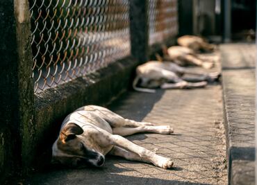 Ixmiquilpan realizará su segunda Feria de Adopciones con 18 perros en busca de hogar