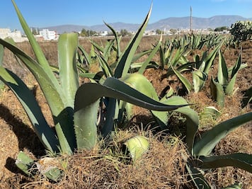 Diputada Mónica Reyes propone revertir veda al maguey para beneficio económico y ambiental