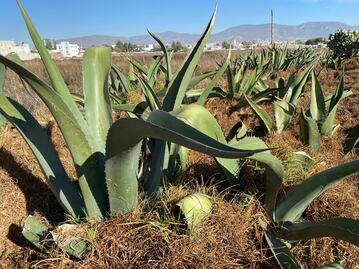 Diputada Mónica Reyes propone revertir veda al maguey para beneficio económico y ambiental