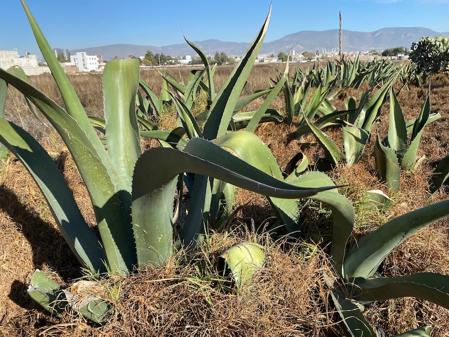 El maguey es una planta que permite la recuperación de los suelos áridos y en otras entidades es aplicado este modelo | Foto: Luis Soriano