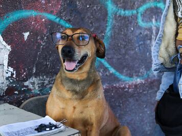Canela, la perrita checadora que encontró hogar en una base de combis en Pachuca
