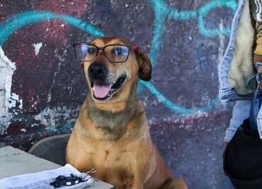 Canela, la perrita checadora que encontró hogar en una base de combis en Pachuca