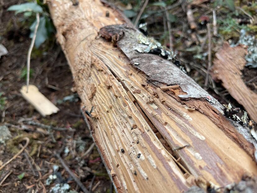 Alertan por impacto ambiental tras tala masiva en Parque Nacional El Chico | Foto: Marco Carrillo