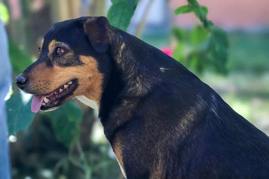 El perro que guía las almas | Foto: Josué Ortiz