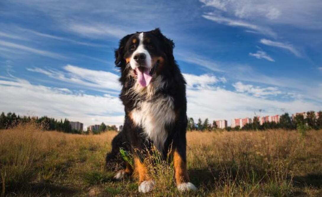 El crecimiento acelerado de los perros grandes provoca un envejecimiento prematuro en comparación con razas de tamaño mediano o pequeño. Fuente: Freepik.