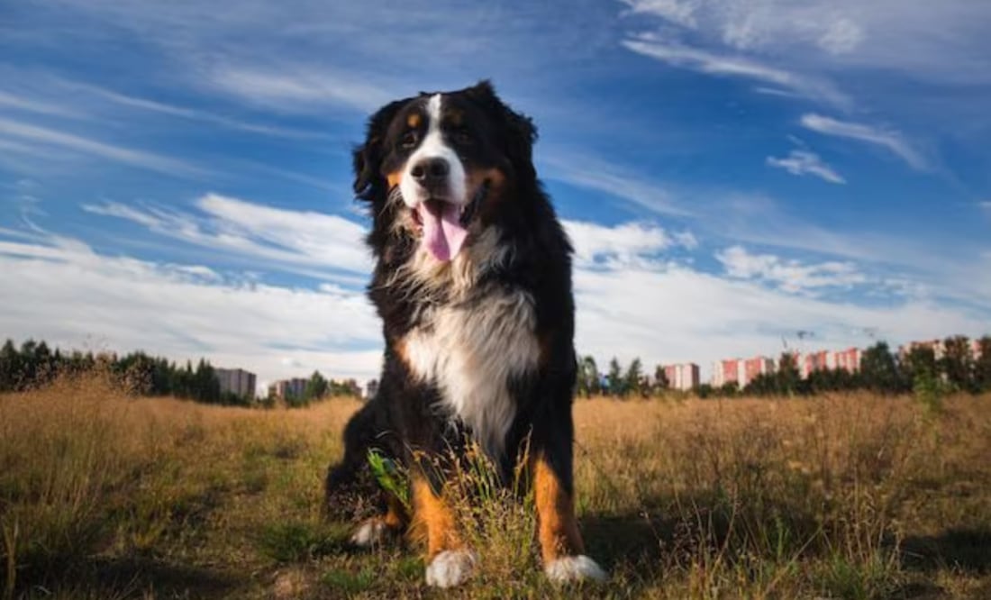 El crecimiento acelerado de los perros grandes provoca un envejecimiento prematuro en comparación con razas de tamaño mediano o pequeño. Fuente: Freepik.