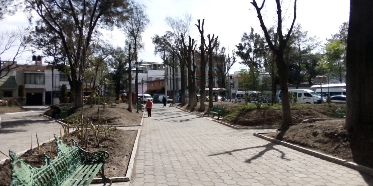 Plaga provoca derribo masivo de árboles en parques emblemáticos de Pachuca | Foto: Arturo Torres