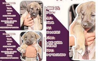 Rescatan a tres cachorros en situación de abandono en Tizayuca