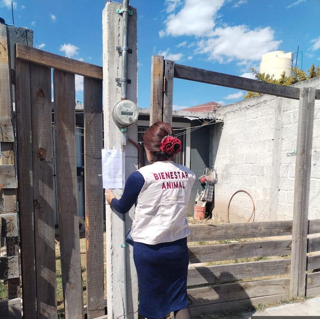 Tulancingo refuerza atención a denuncias por maltrato animal y llama a la tenencia responsable | Foto: ayuntamiento de Tulancingo