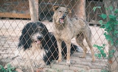 Tulancingo refuerza atención a denuncias por maltrato animal y llama a la tenencia responsable