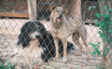 Tulancingo refuerza atención a denuncias por maltrato animal y llama a la tenencia responsable
