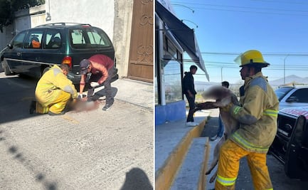 Condenan maltrato animal en Ixmiquilpan; mutilan y abandonan a un perro