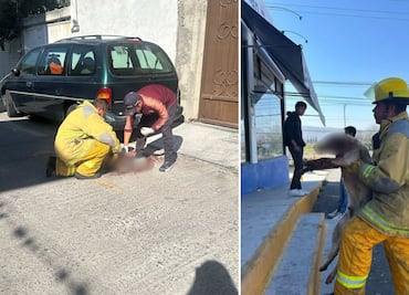 Condenan maltrato animal en Ixmiquilpan; mutilan y abandonan a un perro