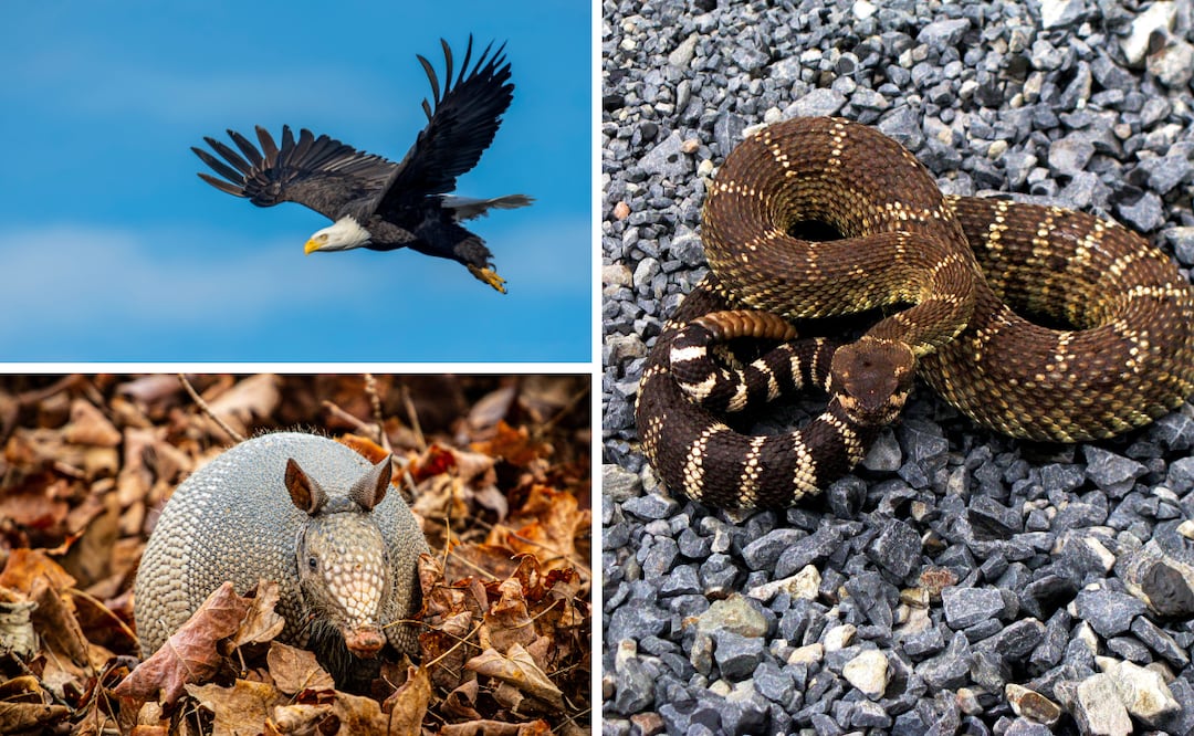 Imágenes ilustrativas