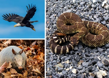 Ayuntamiento de San Salvador aprueba dictamen en favor de la fauna silvestre