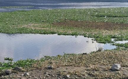 Presa de Alfajayucan cumple un año cubierta por lirio acuático