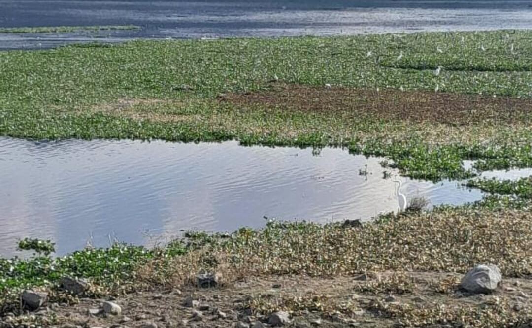 En su momento, autoridades locales informaron que el lirio acuático cubría el 80 por ciento de la presa | Foto: Erika Gutierrez