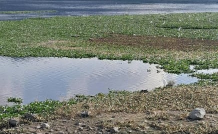 Anuncian acciones contra lirio acuático en la presa Rojo Gómez de Alfajayucan