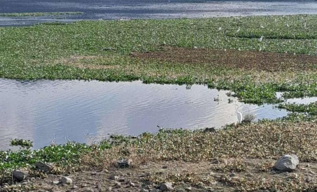 En su momento, autoridades locales informaron que el lirio acuático cubría el 80 por ciento de la presa | Foto: Erika Gutierrez