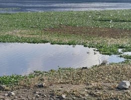 Presa de Alfajayucan cumple un año cubierta por lirio acuático