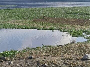 Anuncian acciones contra lirio acuático en la presa Rojo Gómez de Alfajayucan