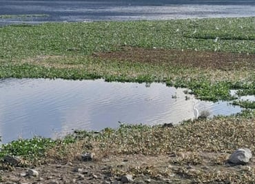 Anuncian acciones contra lirio acuático en la presa Rojo Gómez de Alfajayucan