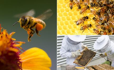 En Tulancingo se prepara para celebrar el Día Mundial de la Abeja 
