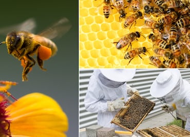En Tulancingo se prepara para celebrar el Día Mundial de la Abeja